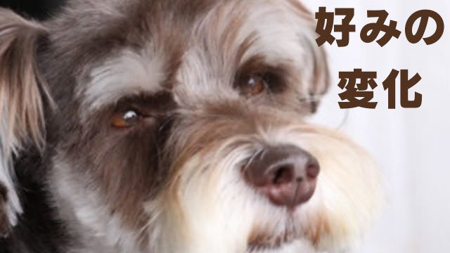 老犬が食欲がない