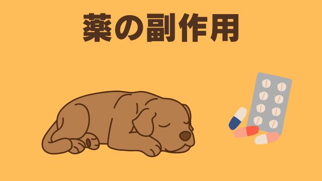 老犬が食欲がない