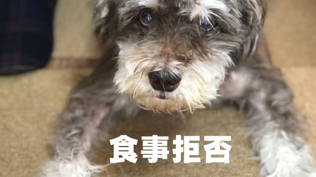 老犬が食欲がない