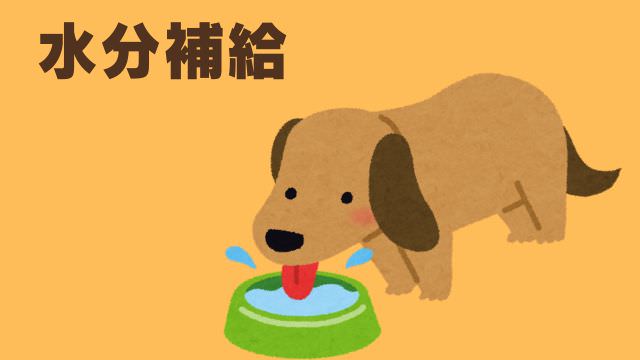 老犬が食欲がない