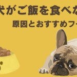 老犬がご飯を食べない