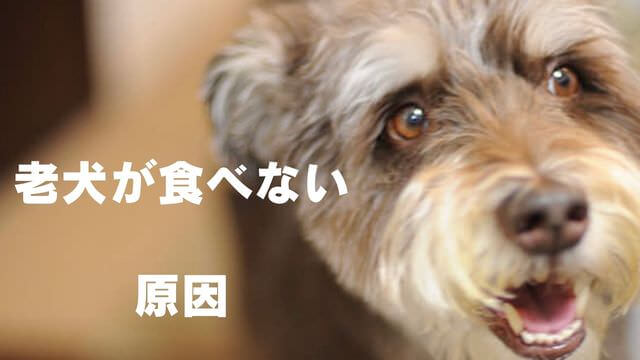 老犬がご飯を食べない