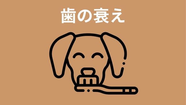 老犬がご飯を食べない