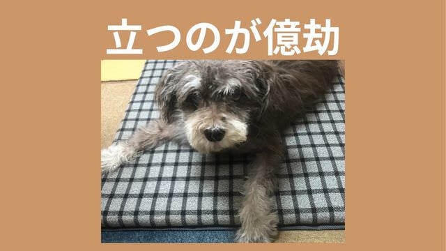 老犬がご飯を食べない