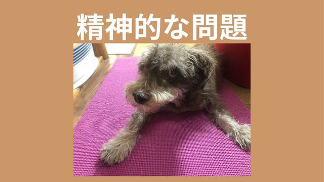 老犬がご飯を食べない