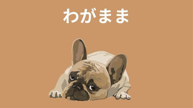 老犬がご飯を食べない