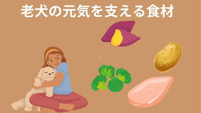 老犬がご飯を食べない