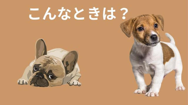 老犬がご飯を食べない