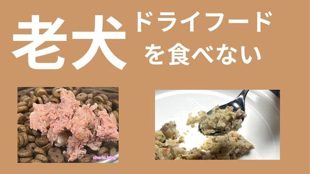 老犬がご飯を食べない