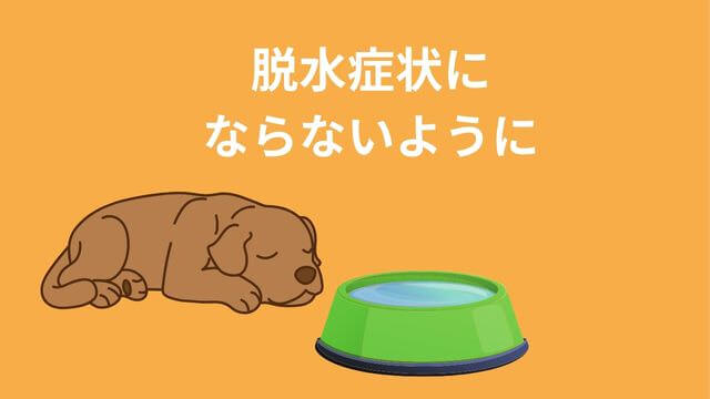 老犬がご飯を食べない