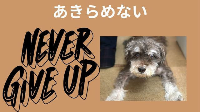 老犬がご飯を食べない
