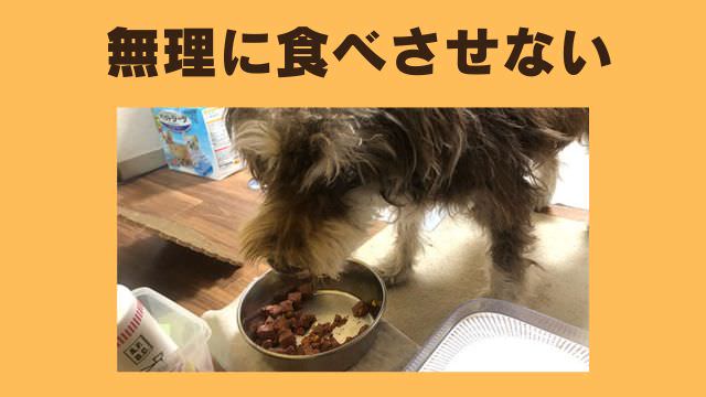 老犬がご飯を食べないなら手作りご飯