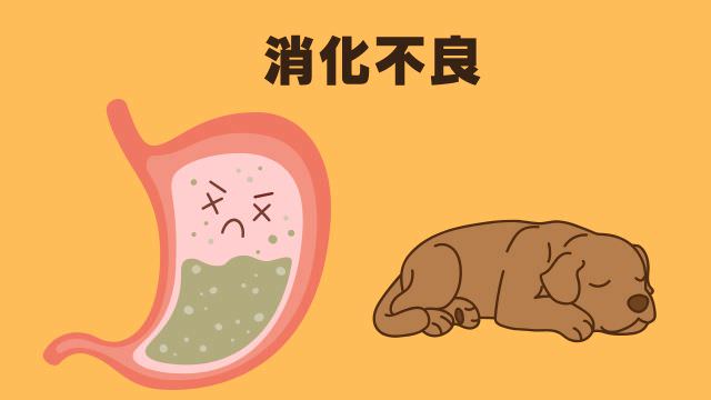 老犬がご飯を食べないなら手作りご飯