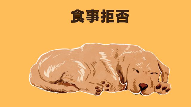 老犬がご飯を食べないなら手作りご飯