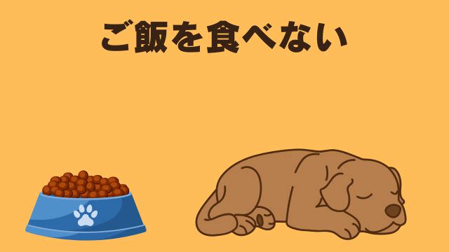 老犬がご飯を食べないなら手作りご飯