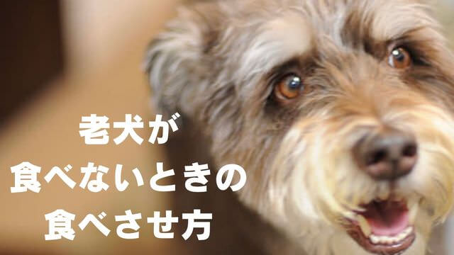 老犬がご飯を食べないときの食べさせ方