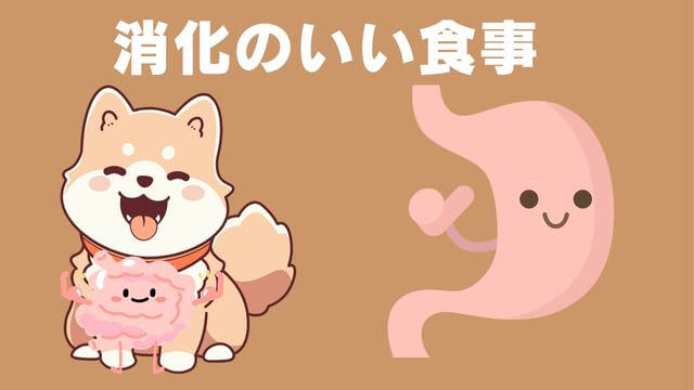 老犬がご飯を食べないときの食べさせ方