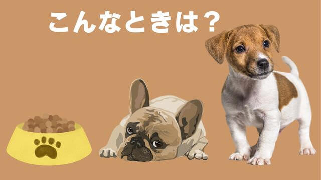 老犬がご飯を食べないときの食べさせ方