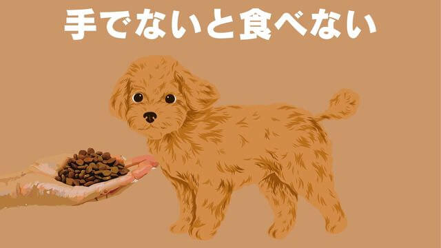 老犬がご飯を食べないときの食べさせ方