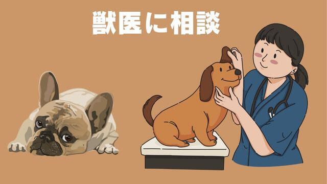 老犬がご飯を食べないときの食べさせ方