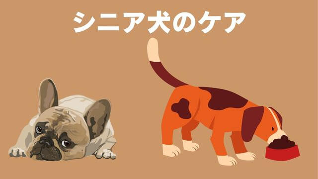 老犬がご飯を食べないときの食べさせ方