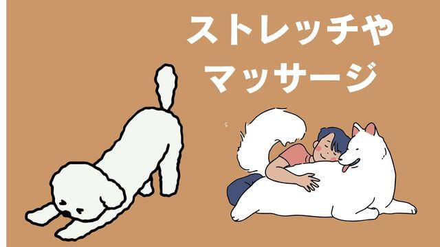 老犬がご飯を食べないときの食べさせ方