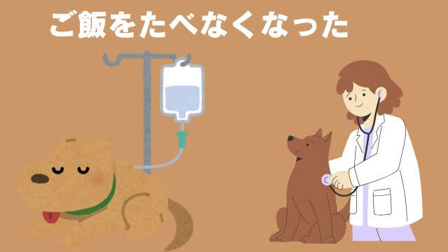 老犬がご飯を食べないときの食べさせ方