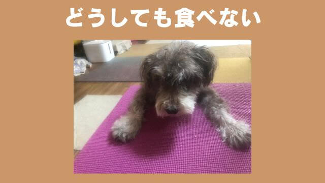 老犬がご飯を食べないときの食べさせ方