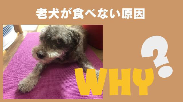 老犬がご飯を食べないときの食べさせ方