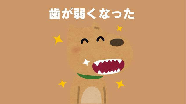 老犬がご飯を食べないときの食べさせ方