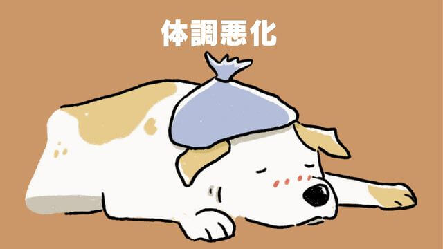 老犬がご飯を食べないときの食べさせ方