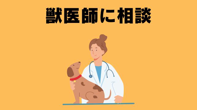 老犬の食事