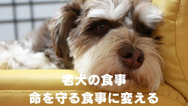 老犬の食事