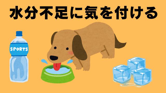 老犬の食事