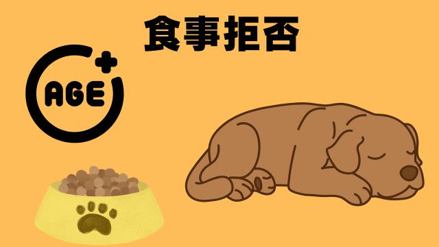 老犬の食事