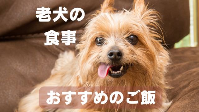 老犬の食事