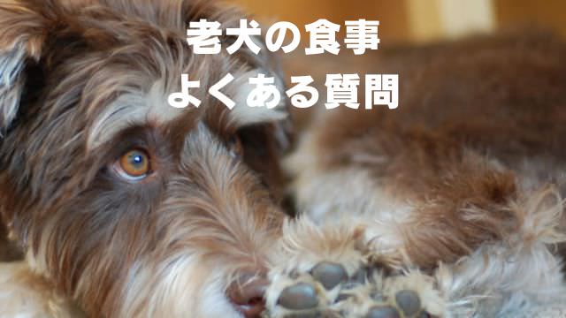 老犬の食事