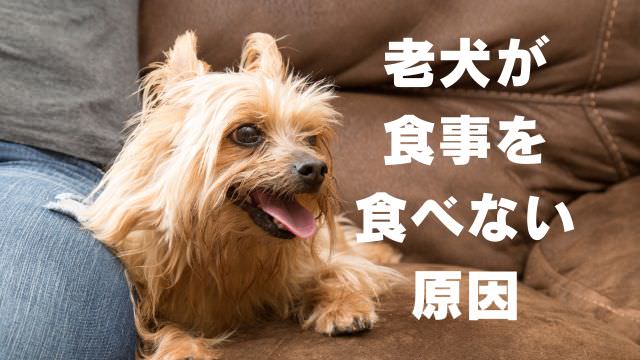 老犬の食事