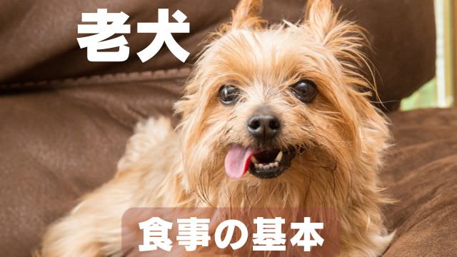 老犬の食事