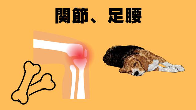 老犬の食事