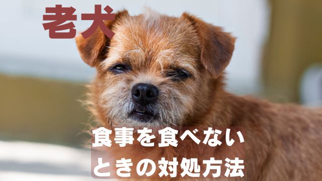 老犬の食事