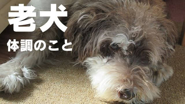 老犬介護で必要なもの