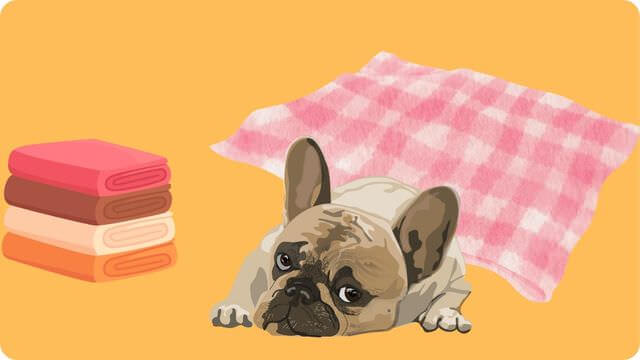 老犬介護で必要なもの