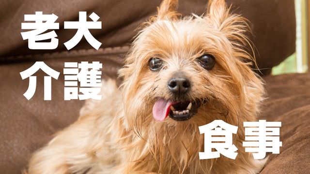 老犬介護で必要なもの