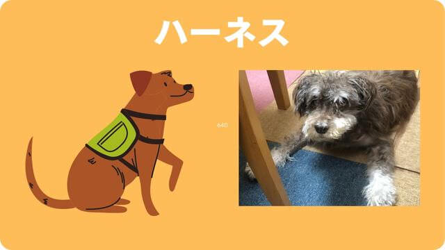 老犬介護で必要なもの