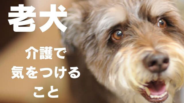 老犬介護で必要なもの