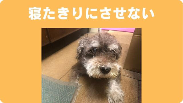 老犬介護で必要なもの