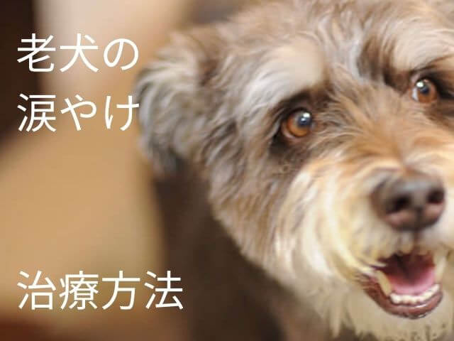 老犬の涙やけ