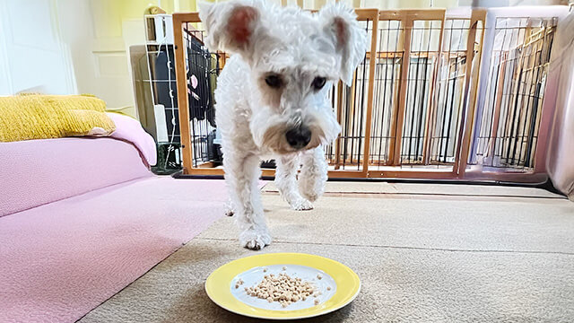 Paw'sドッグフード