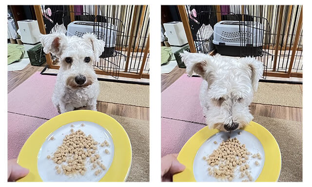 Paw'sドッグフード